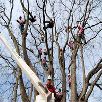The Making of A Tree Magnet