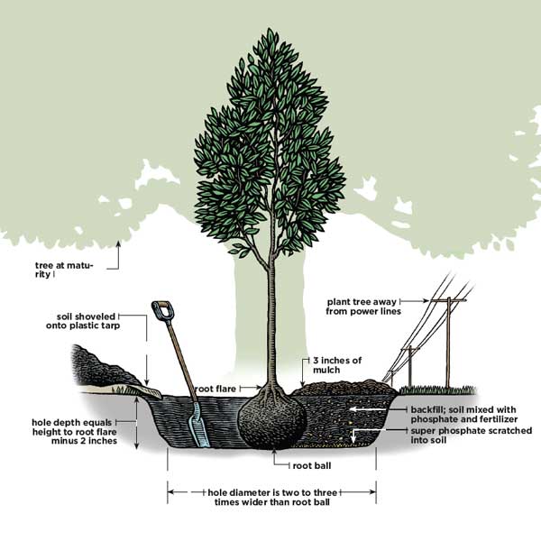 How to plant a tree picture