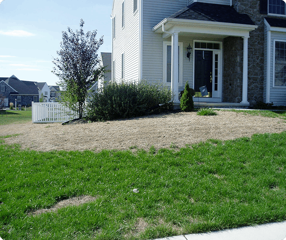 Lawn insect control