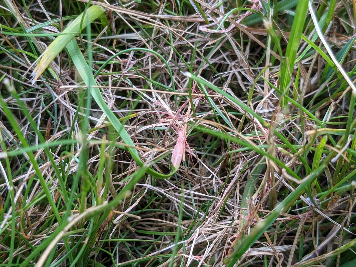 Red Thread Lawn Disease 