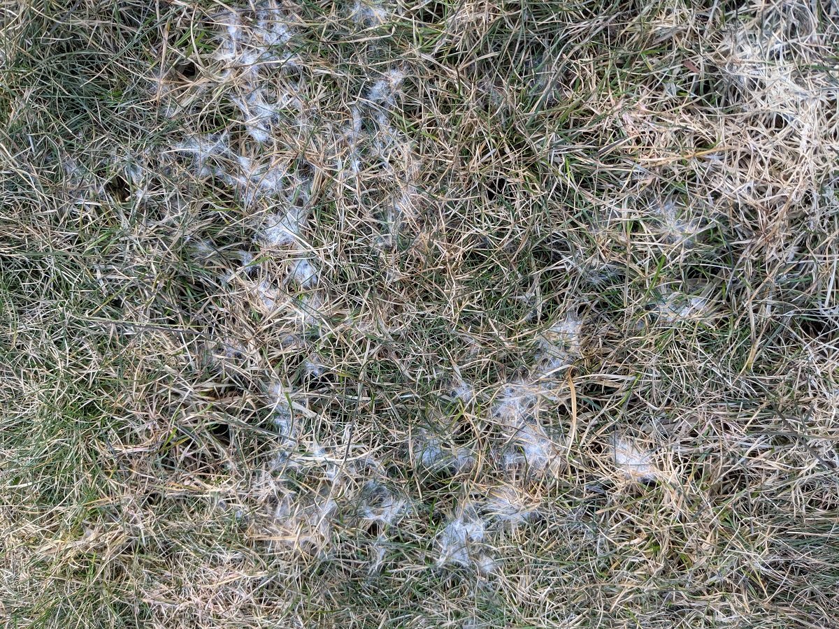 Snow mold in lawn