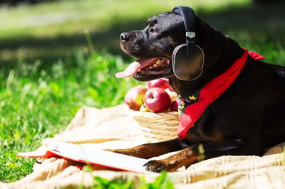 Dog in yard wearing headphones