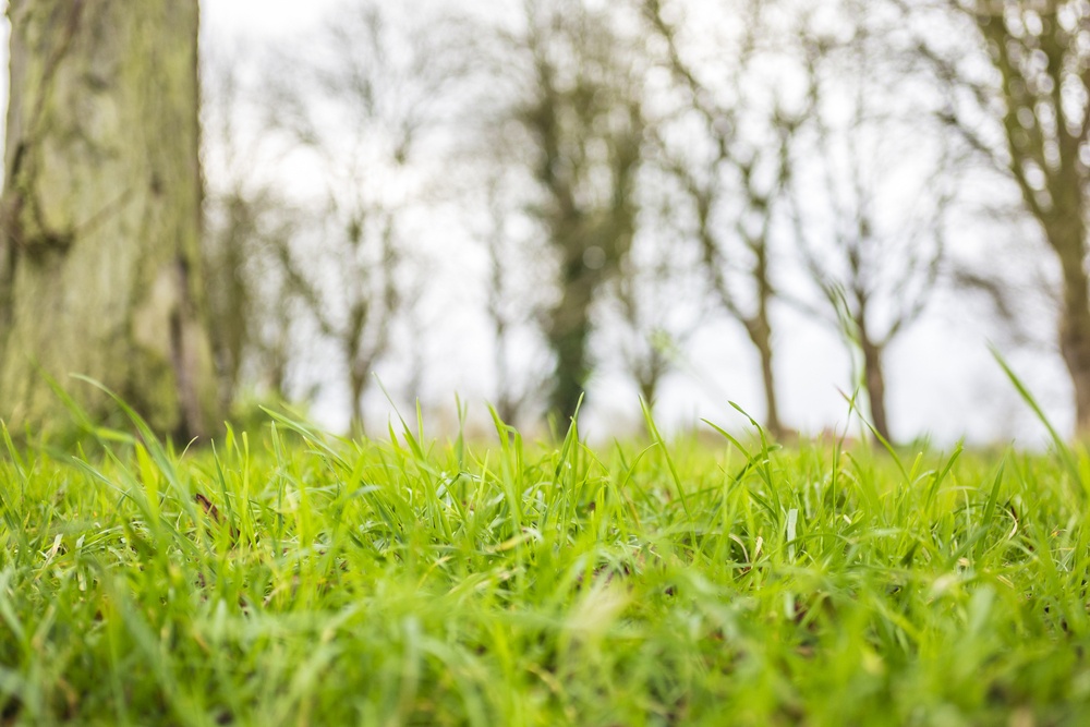 Macro view of fresh grass stems