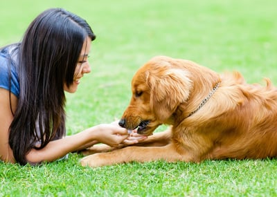 Dog and woman on pet-safe lawn