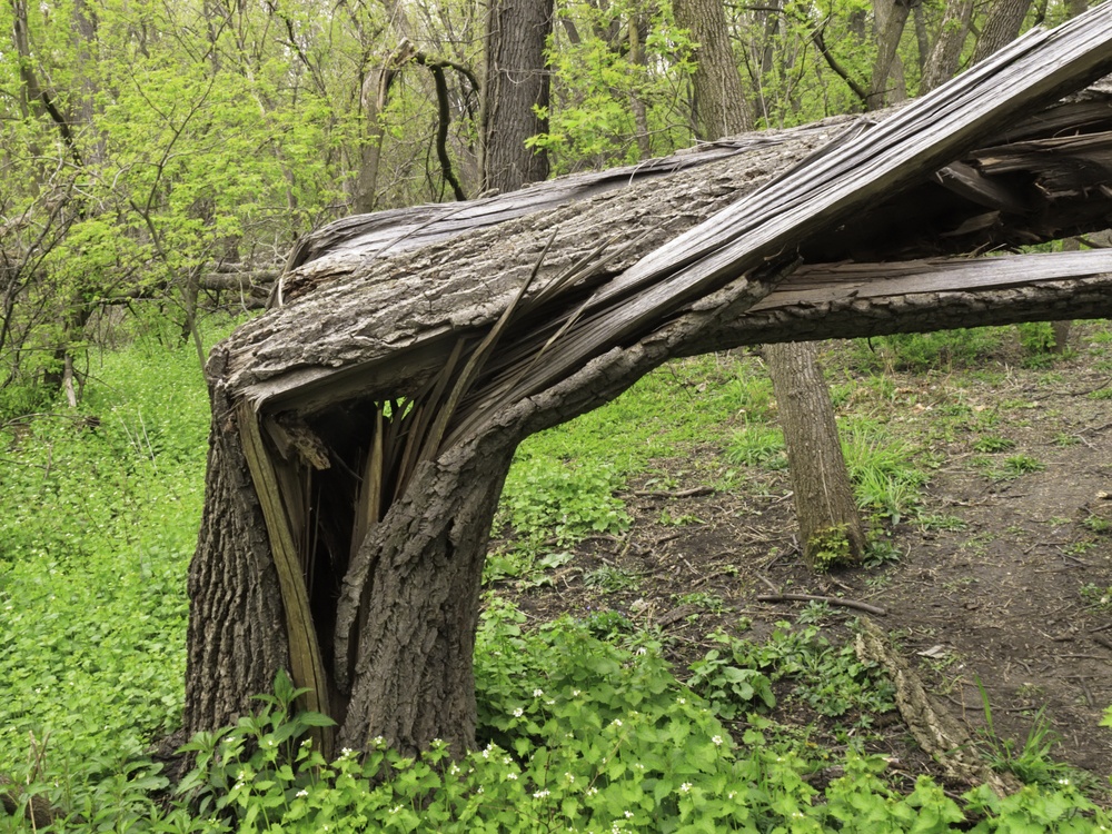 Broken tree from storm damage 