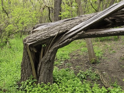 Tree broken from storm damage