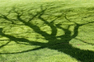 Tree shadow on short green grass in spring-1