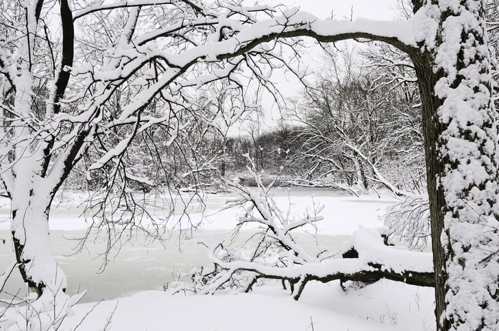 trees covered in snow and a pond covered in ice in winter