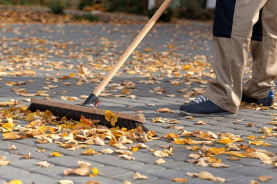 leaves dropping from tree