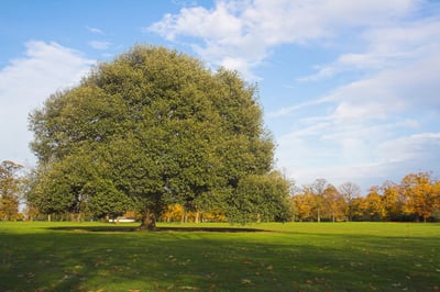 beautiful tree