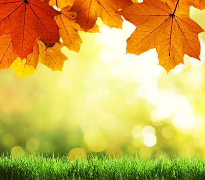 Fall lawn care tips and advice for Allentown, Bethlehem, and Easton, PA