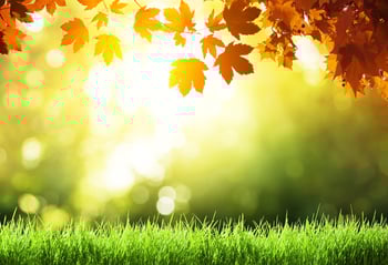 Sun setting  watering lawn