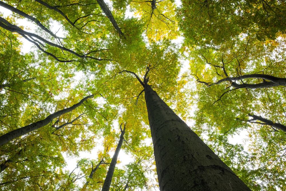 large trees