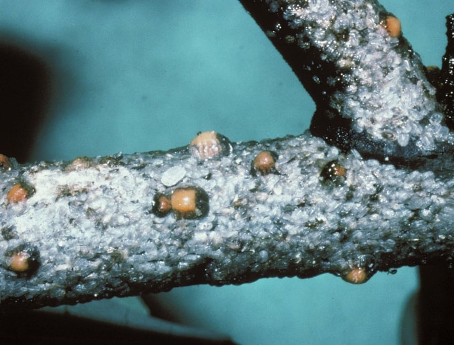 Tuliptree Scale on branch