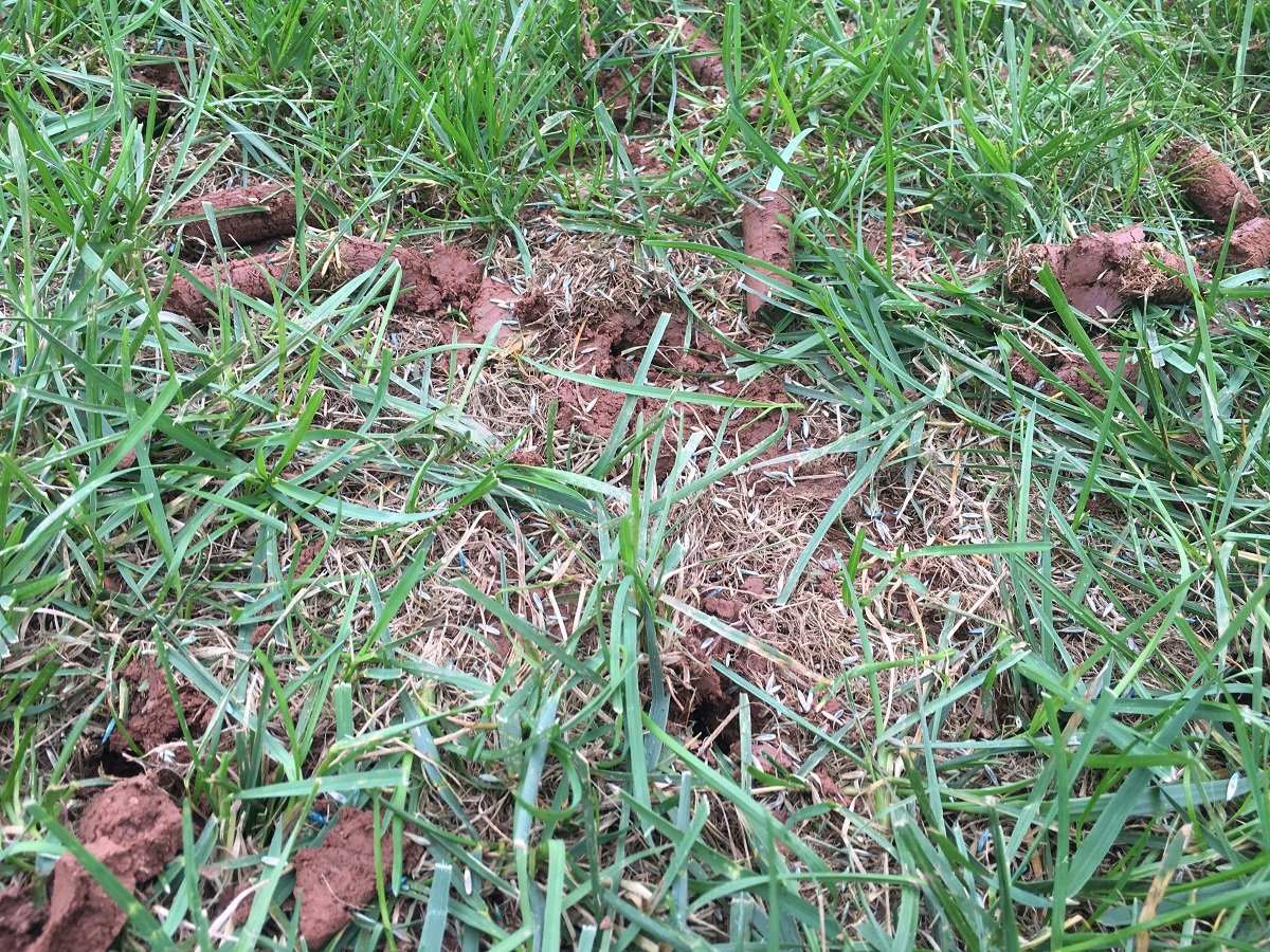 aeration plugs with grass seed in grass