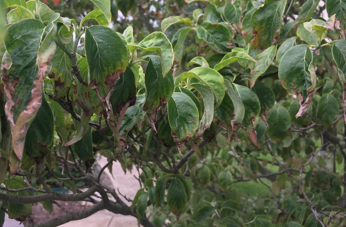 anthracnose on tree leaves