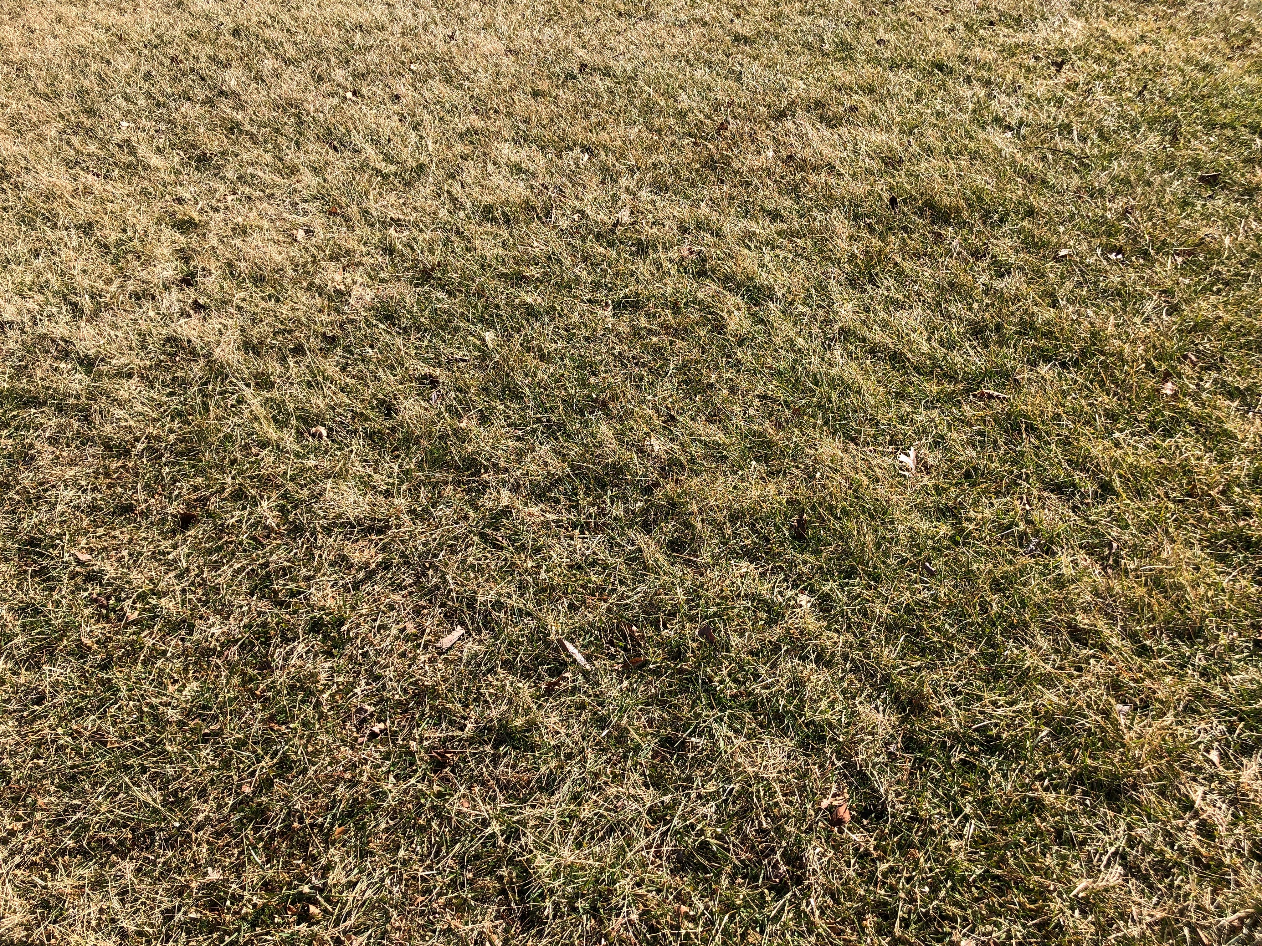 brown dormant grass in winter CC
