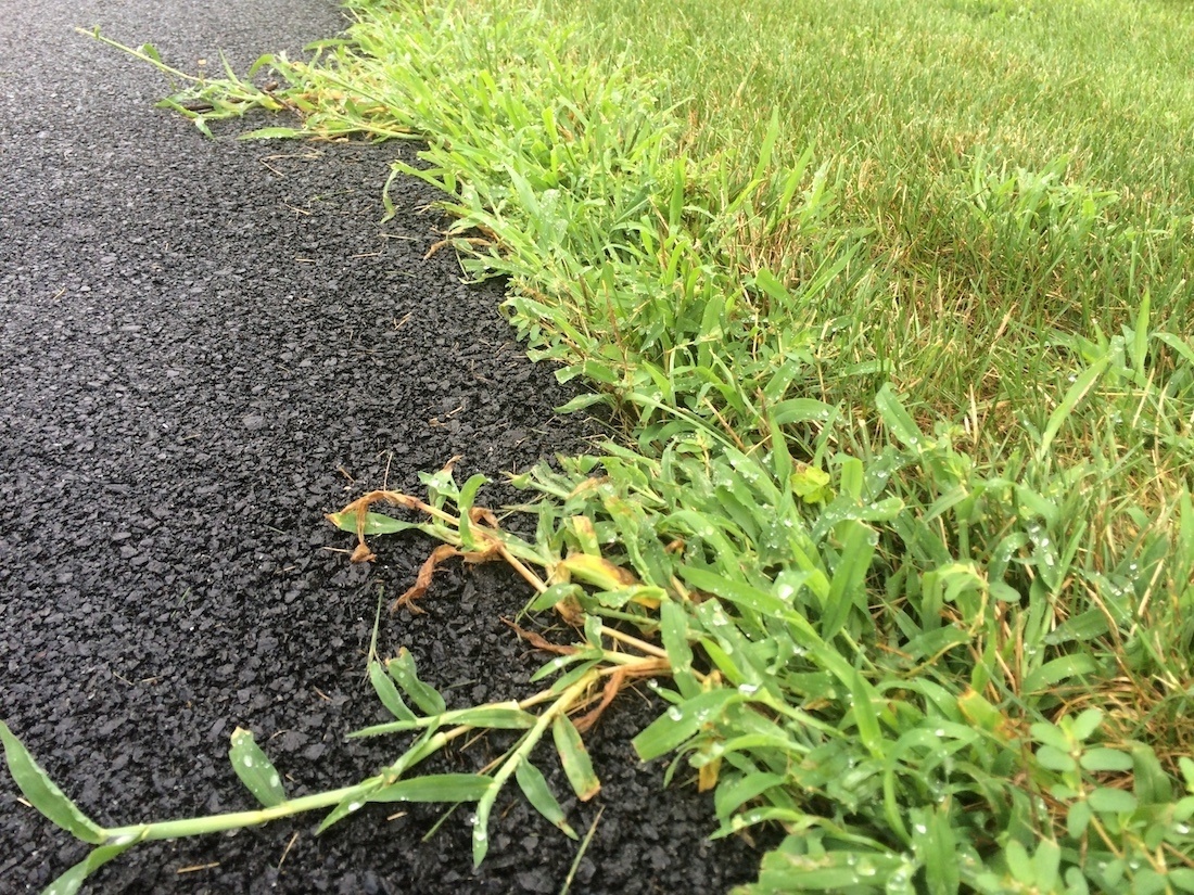crabgrass near driveway