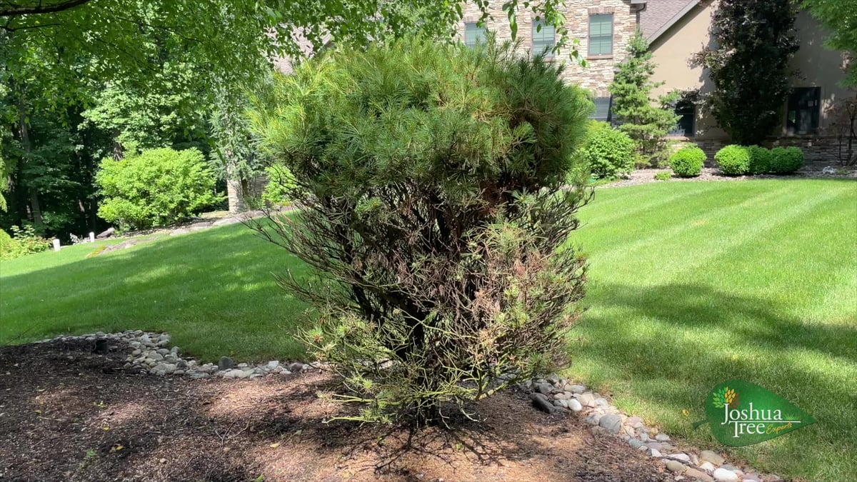 damaged shrub with dead bottom branches