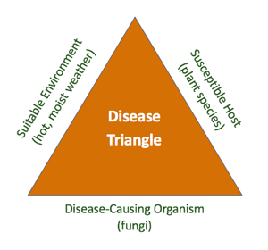 disease-triangle