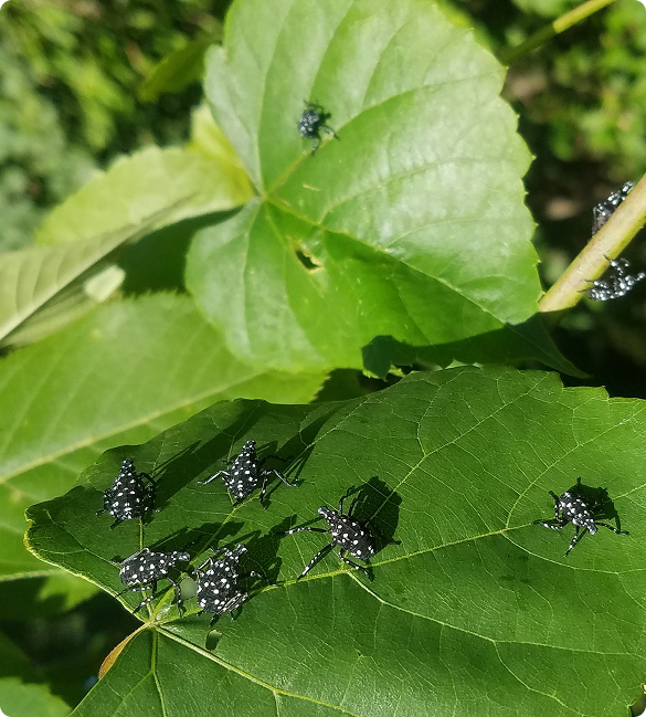 spotted lanternfly young