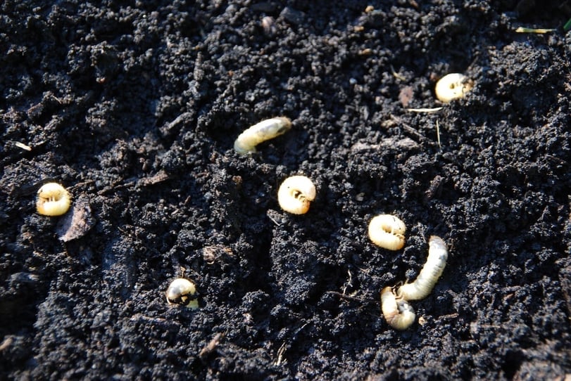 Grubs in soil damaging lawn