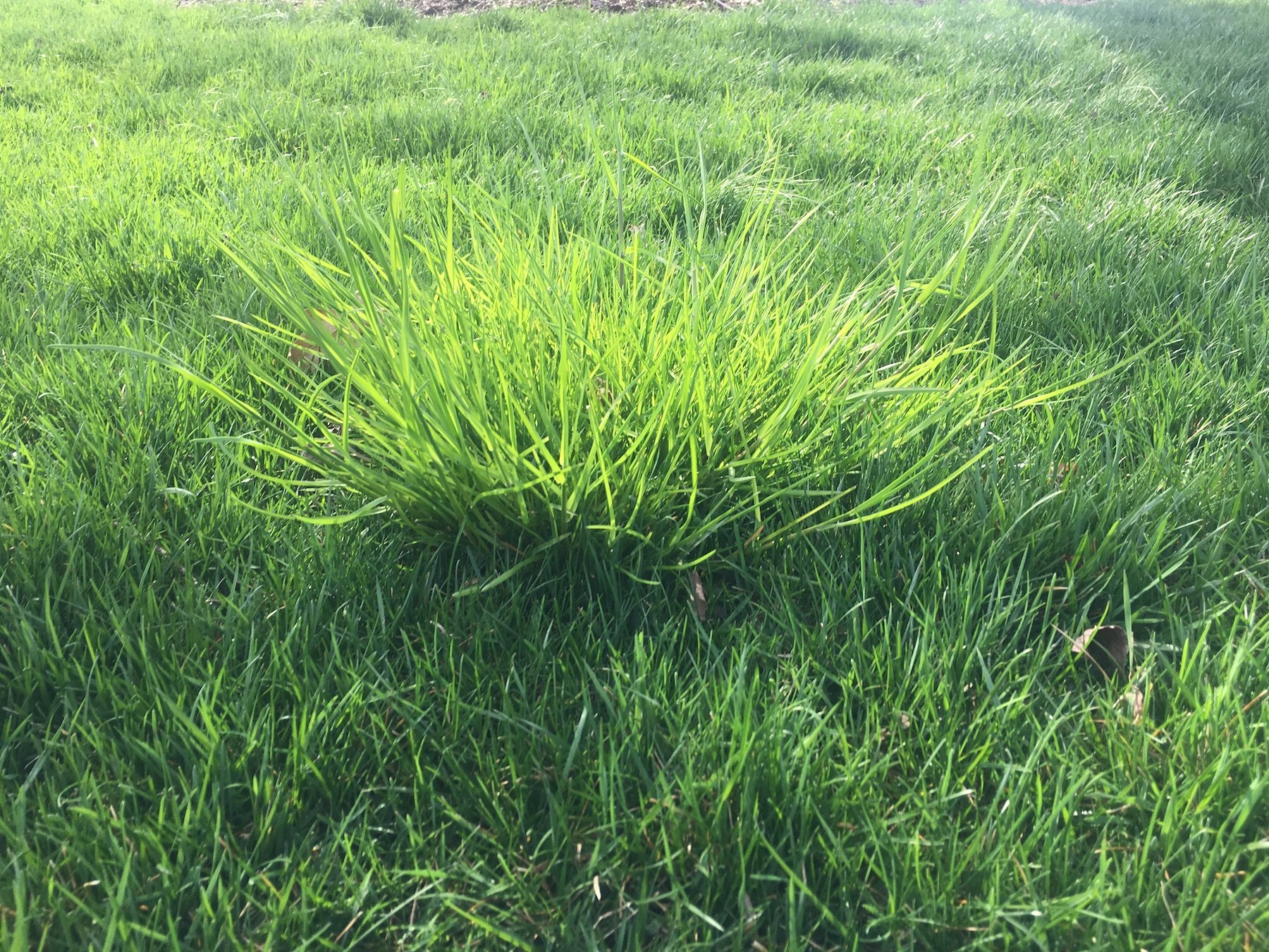 orchard grass