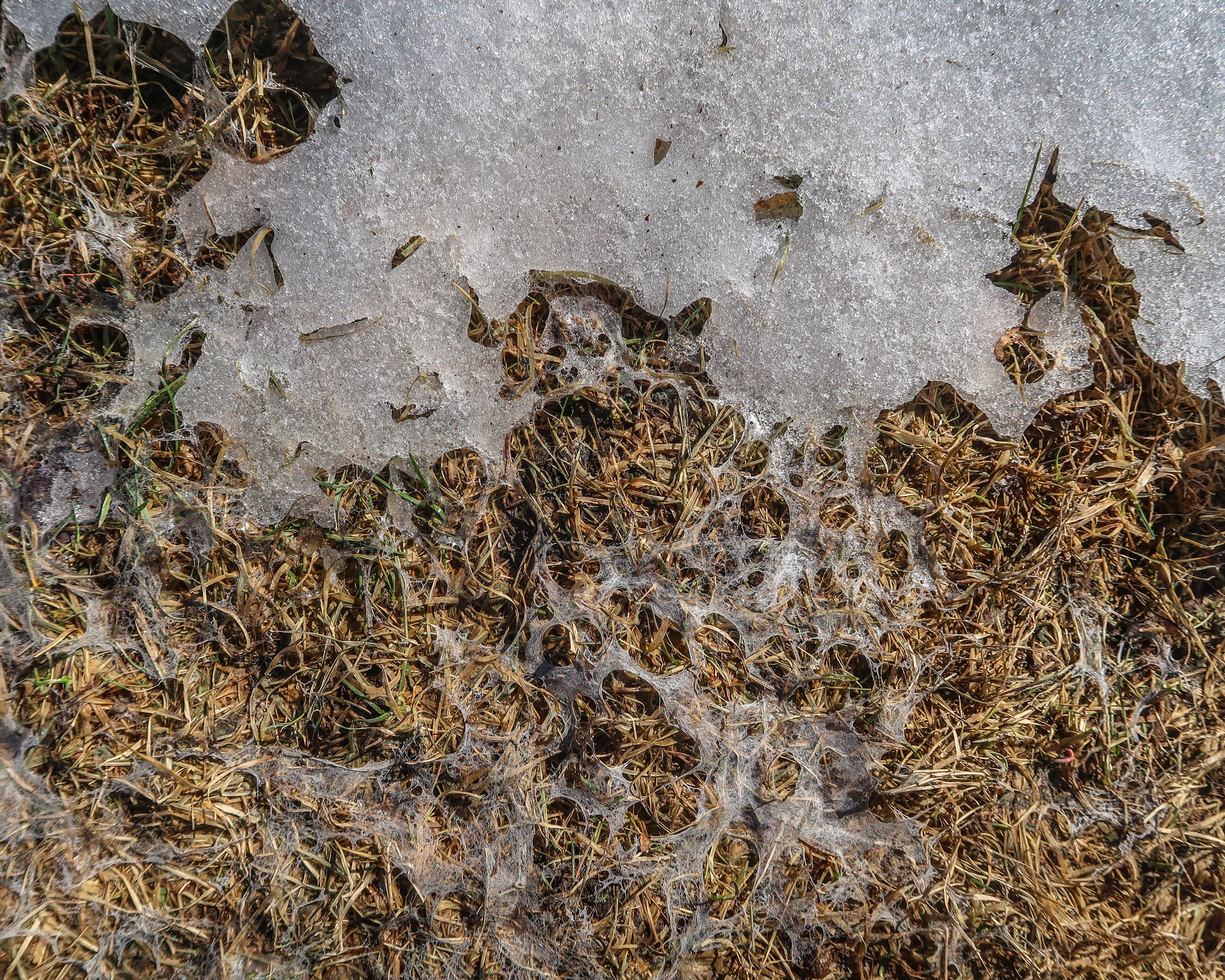 snow mold on turf presenting winter lawn disease