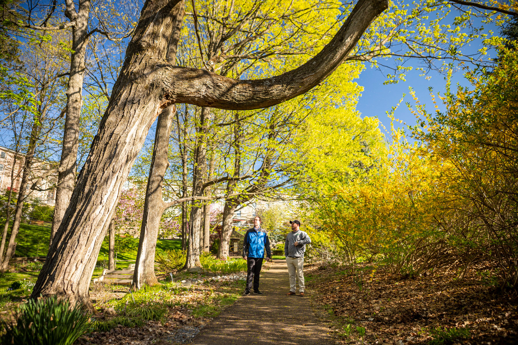 arborist and customer inspecting large trees