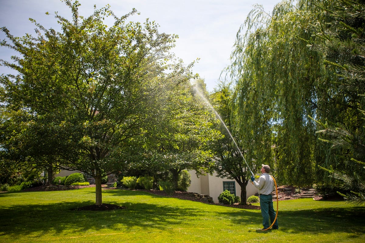 Professional spraying spotted lanternfly control