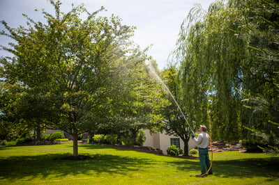 Certified arborist spraying tree