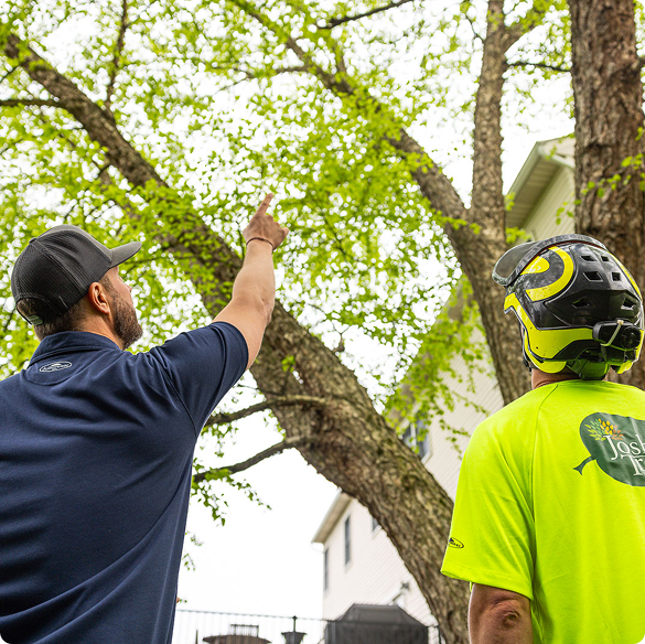 tree removal 3