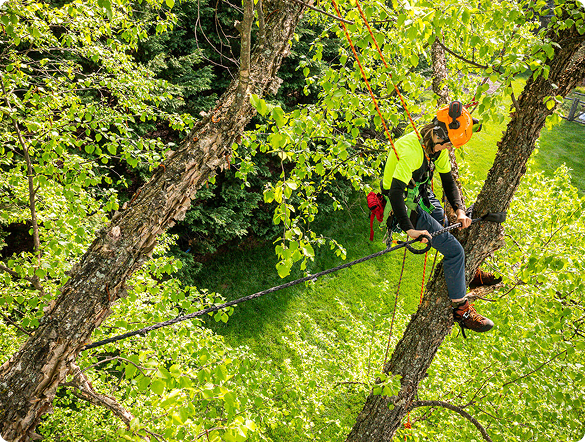 tree removal 4