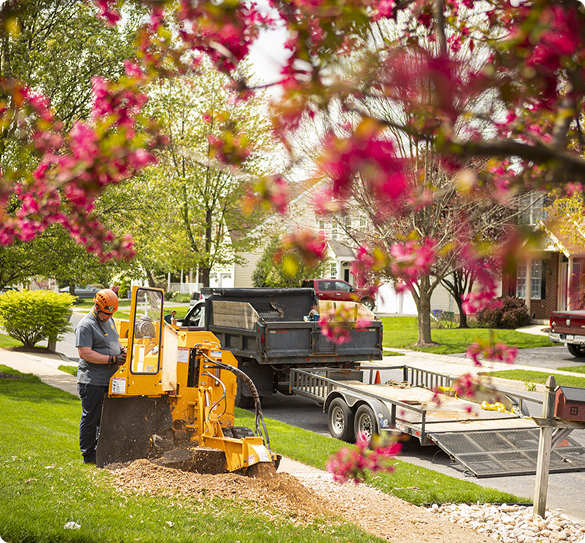 tree removal services 2