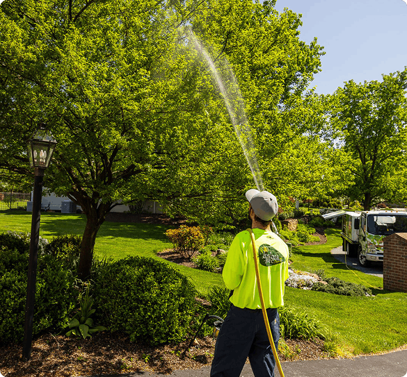 tree spray