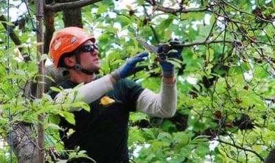 Cost and health benefits of proactive tree trimming services in Allentown, PA