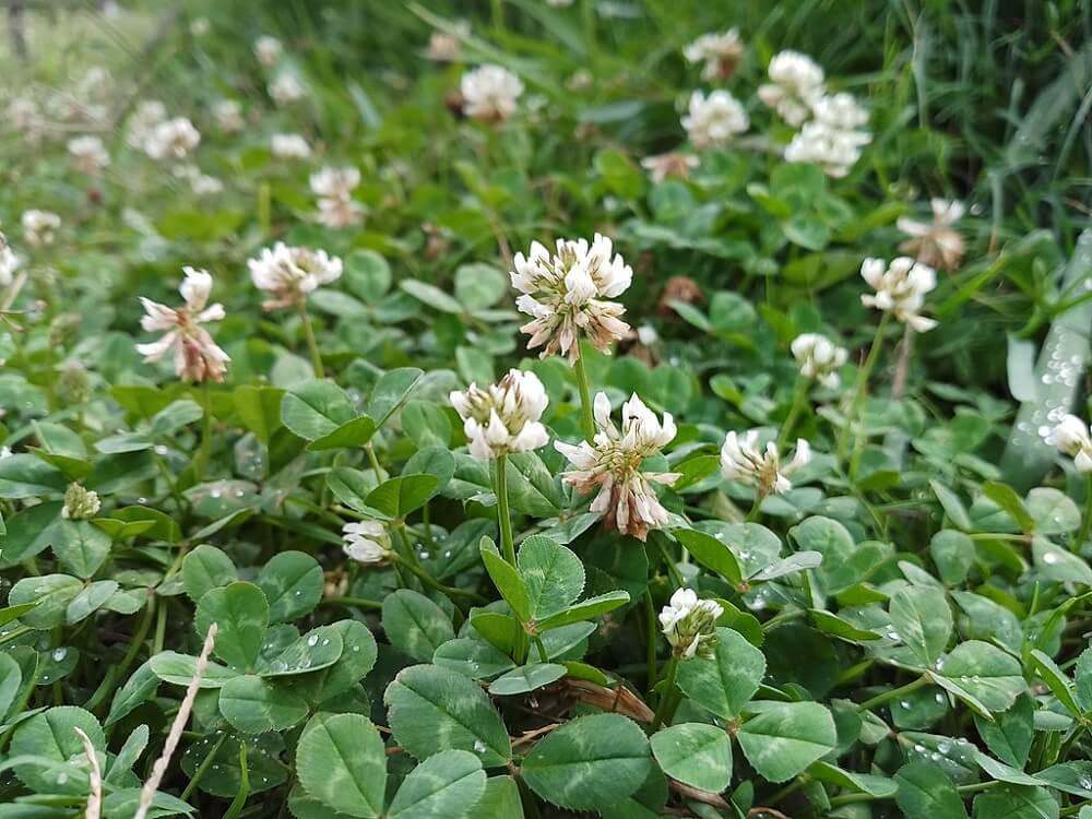 white clover lawn weed