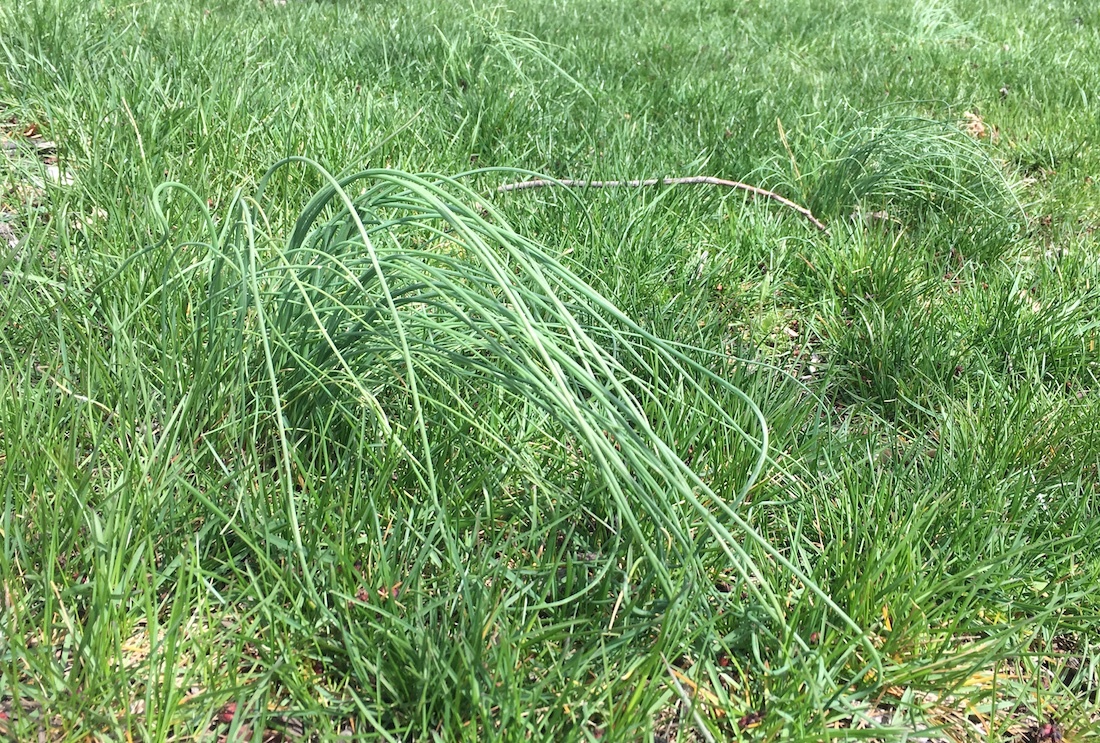 wild onion grass