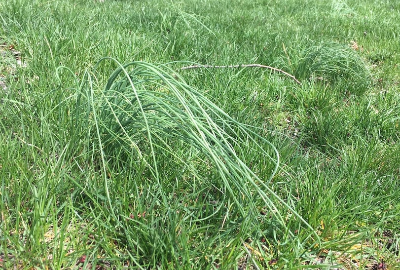 wild garlic lawn weed in spring