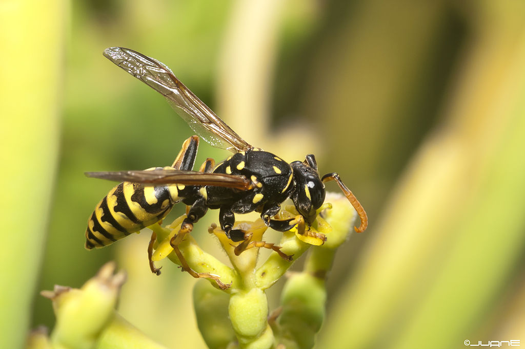 yellowjacket