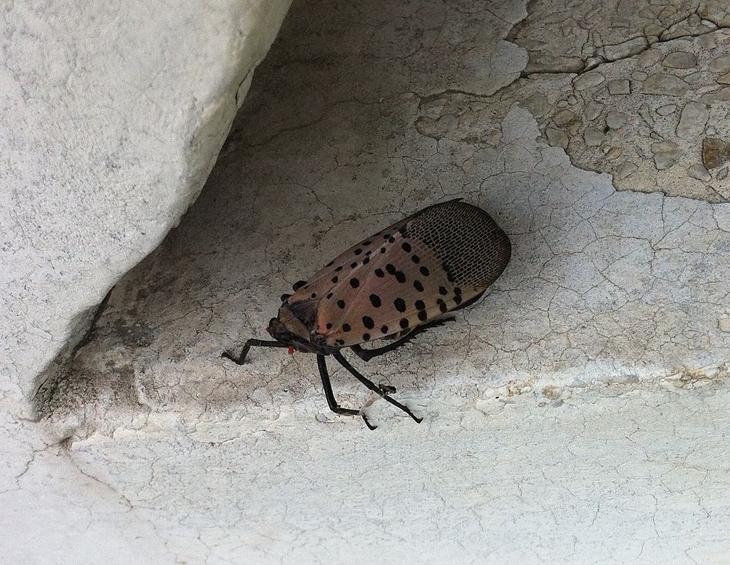 Spotted Lanternfly on stone