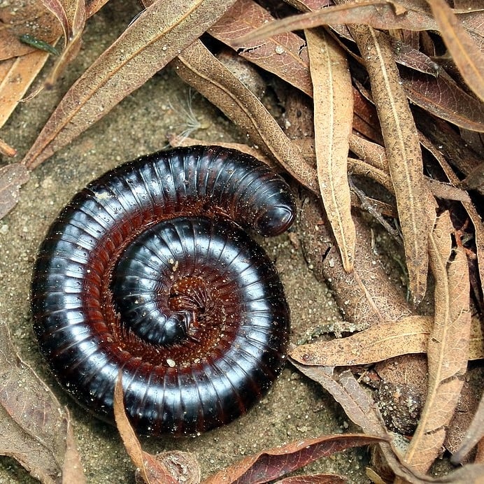 Millipede