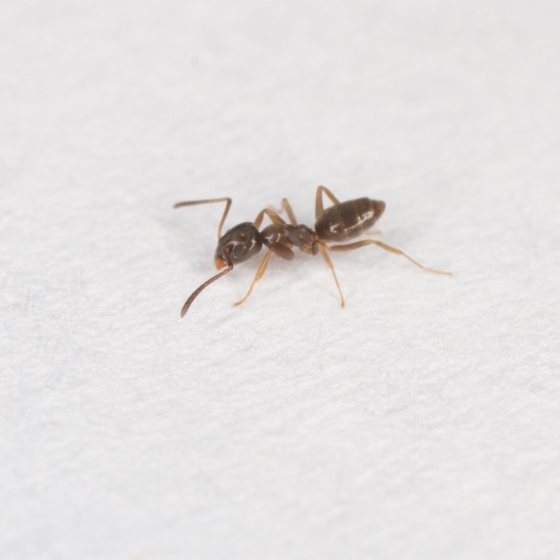 Odorous_house_ant_(17434366603)