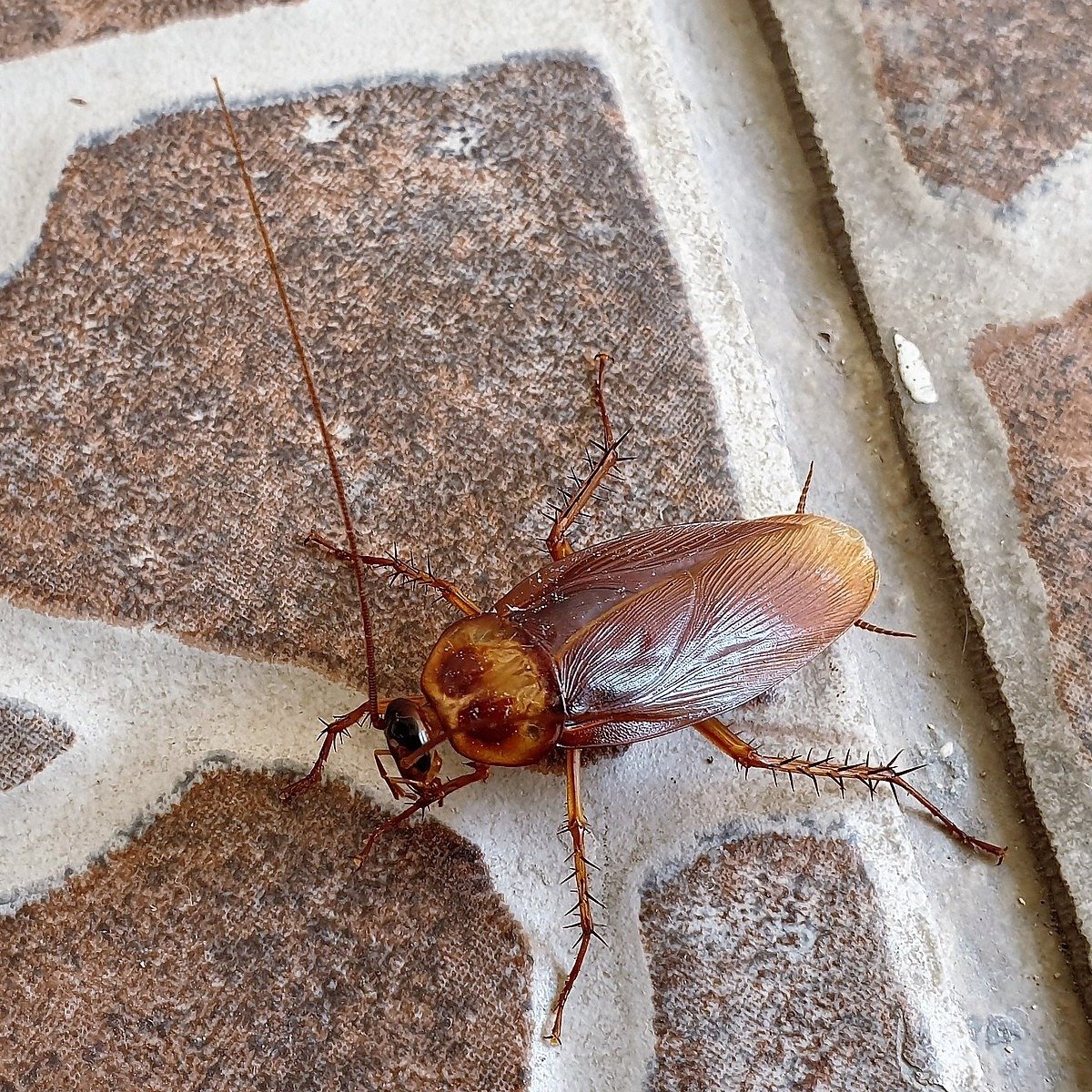 american cockroach-1