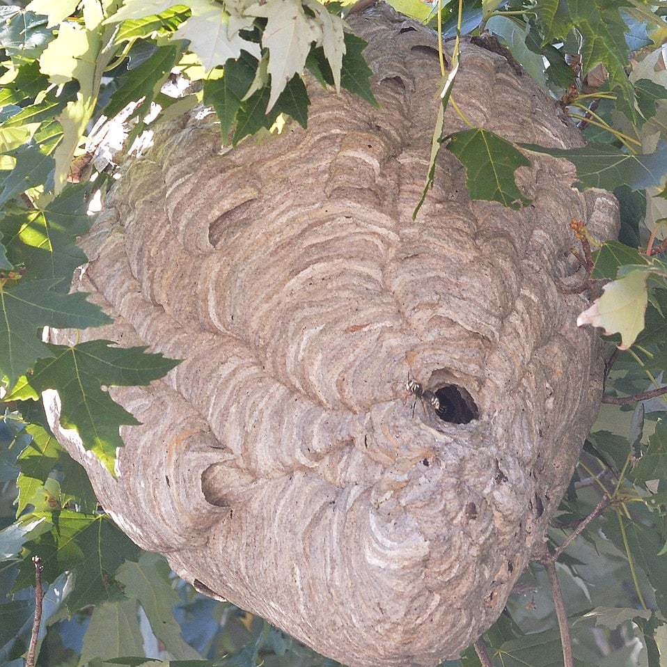 bald faced hornet nest-1
