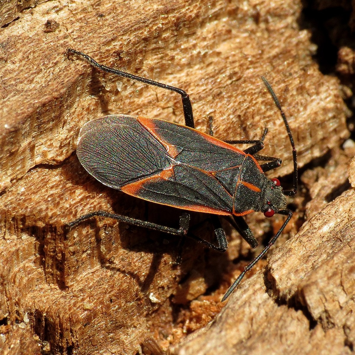 boxelder bug-1