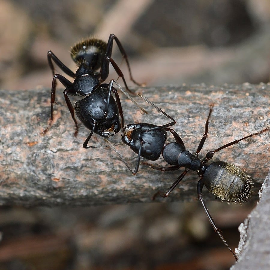 carpenter ants-1