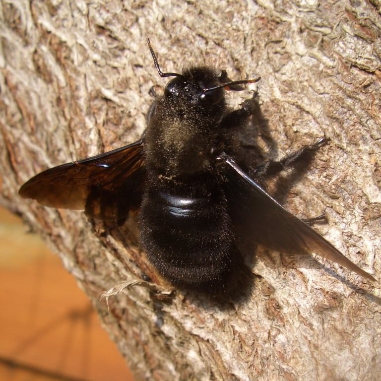 carpenter bee-1