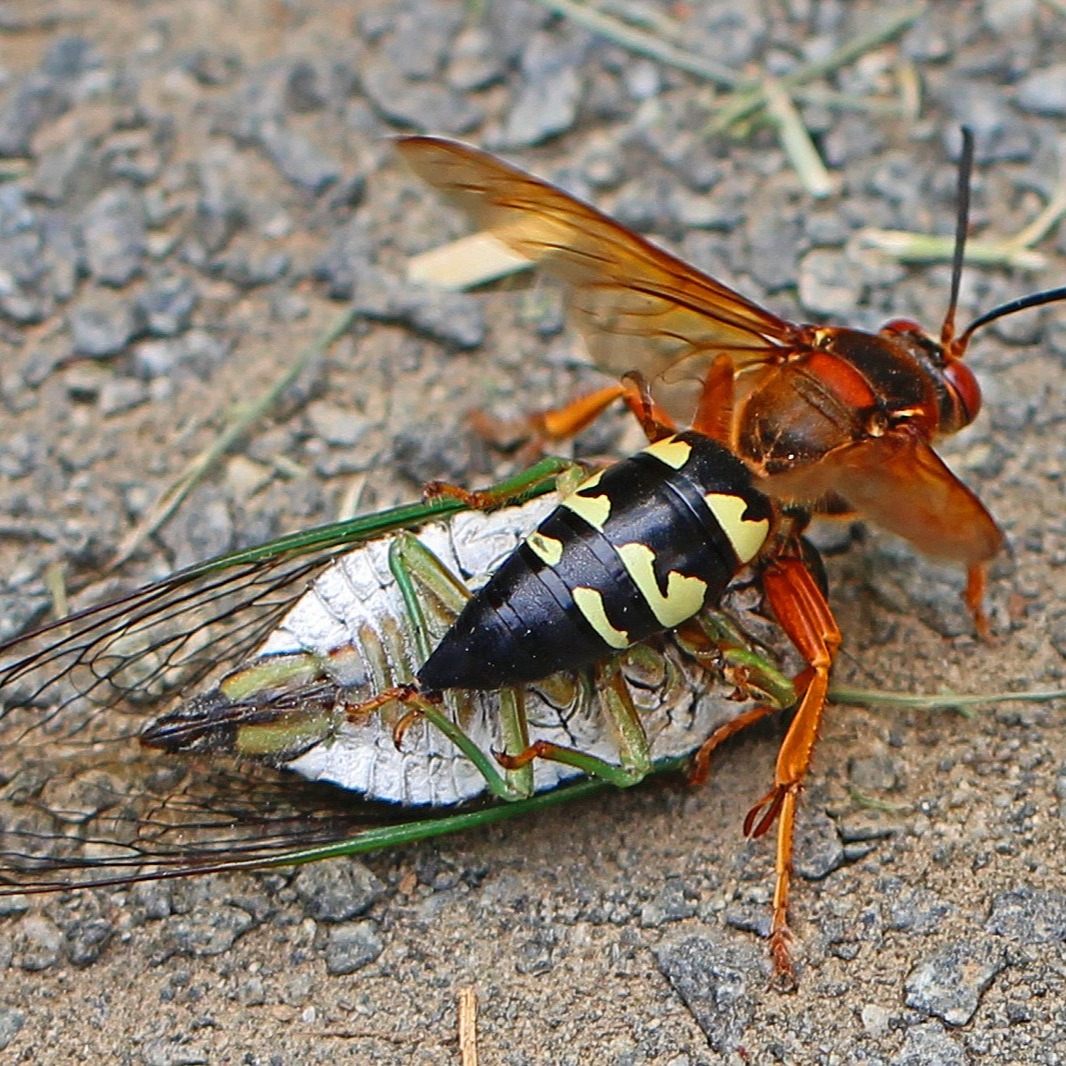 cicada killer-1