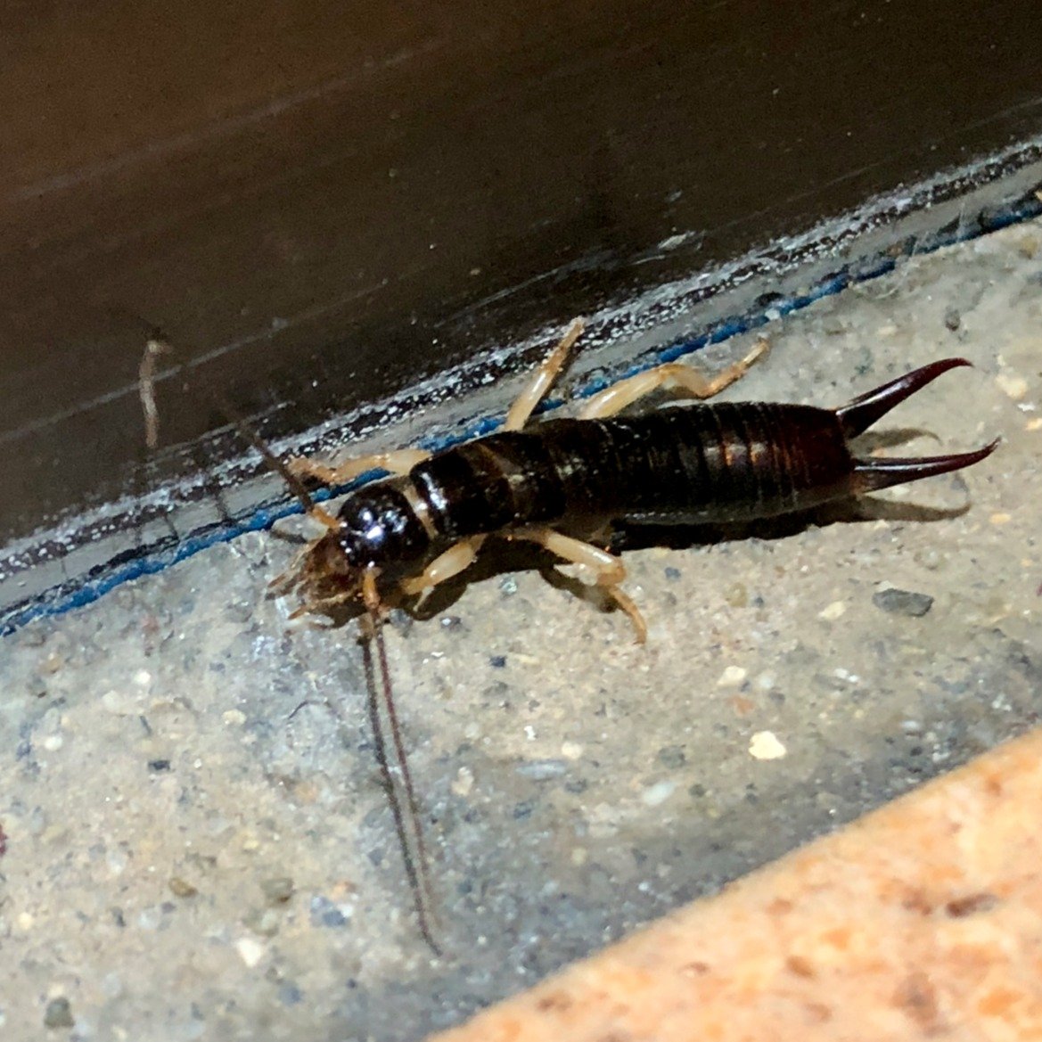 earwig-1